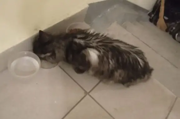 Найдена кошка, Тюмень, фото: Кошка найдена на ул. Бабарынка, Тюмень