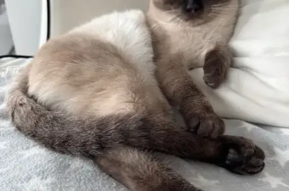 Найден тайский кот, Профсоюзная ул., Москва