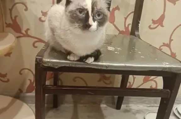 Кошки потеряшки, Пермь, фото: Потеряшка кошка, Сестрорецкая 19, Пермь