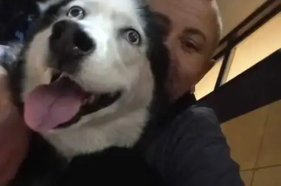 Пропала хаски, ул. Герцена 14/4, Иваново