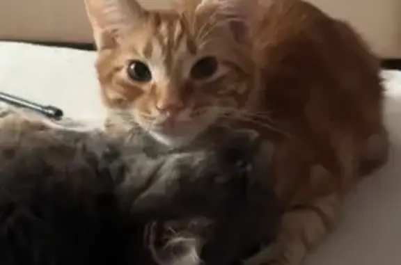 Пропала кошка на ул. Передерия, 64