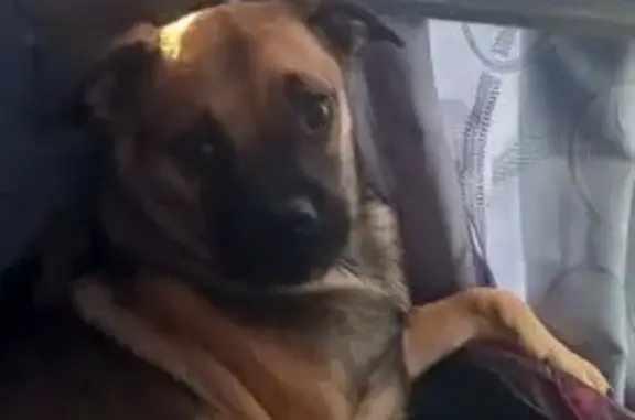 Собаки потеряшки, Воронежская область, фото: Потеряшка собака, Воронеж, Воронежская обл.