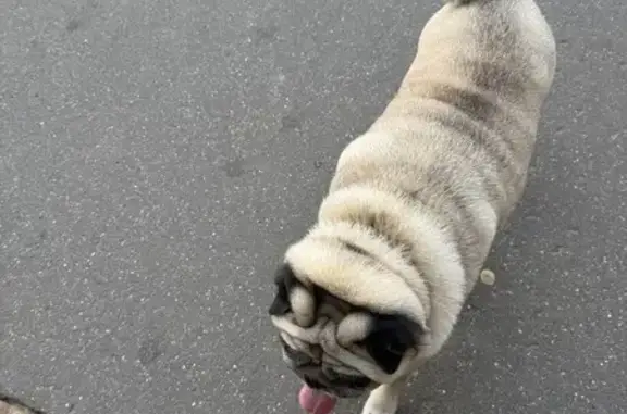 Найдена собака, Казань, фото: Мопс найден: Ильгама Шакирова 12/4, Казань