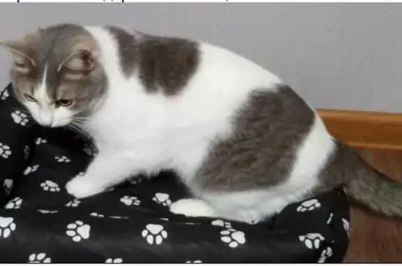 Пропала кошка, ул. Лесная, д. 9, Татарский