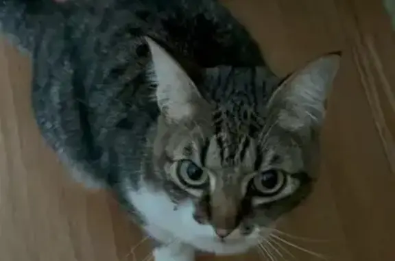 Кошки потеряшки, Ершово, фото: Потеряшка кошка, Ершово, ул. Зеленая, 7