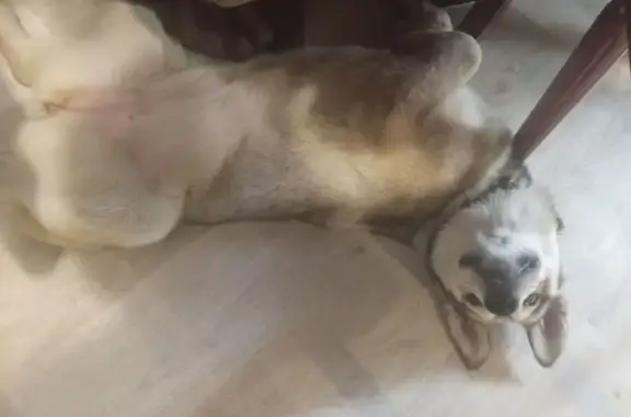 Пропала собака на КПП2, Мурманск, Р-21