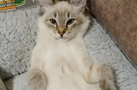 Кошки потеряшки, Казань, фото: Потеряшка кошка, пр. Победы 212А, Казань