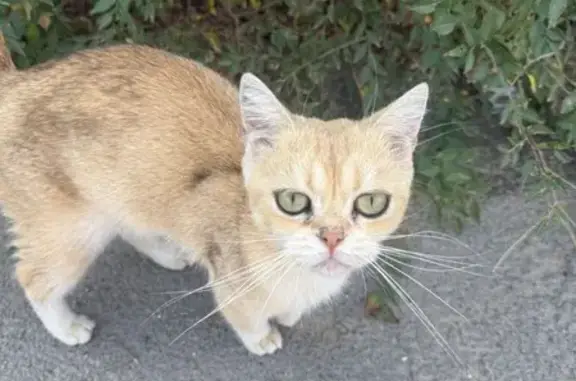 Найдена кошка: Черноморская ул., 88, Волгоград