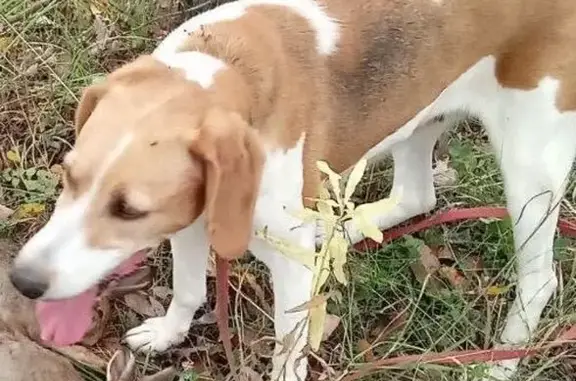 Собаки потеряшки, Пермский край, фото: Потеряшка собака, 57К-0019, Пермский край