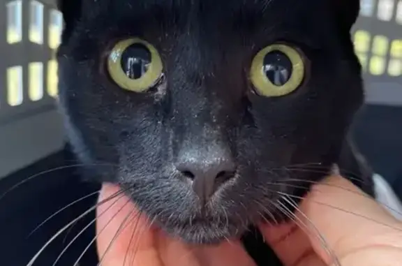 Пропала кошка, Восточный пер., 15, Туапсе