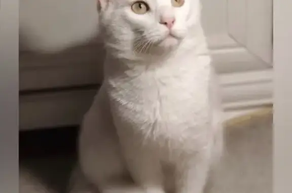 Кошки потеряшки, Комсомольск-на-Амуре, фото: Потеряшка кошка, Комсомольск, Ленина 10