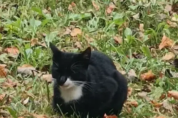 Найдена кошка, Санкт-Петербург, фото: Кошка найдена: Аннинское шоссе, 1 к6