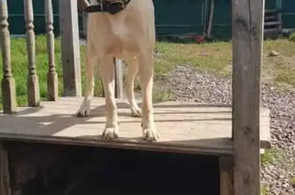 Собаки потеряшки, Серово, фото: Потеряшка собака в Серово, тел: 8-981-777-11-09