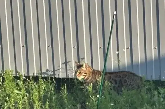 Пропала бенгальская кошка, ул. Рахманинова, 63