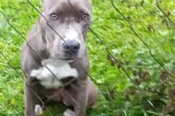 Найдена собака, Шугарово, фото: Найдена собака, Шугарово, 91