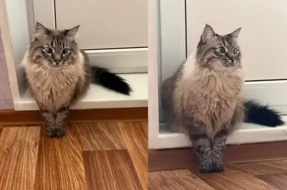 Пропала кошка, пр. Победы 222, Казань