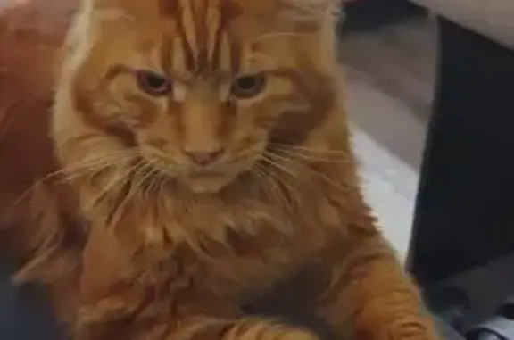 Кошки потеряшки, Ленинградская область, фото: Потеряшка мейн кун, Лесколовское СП