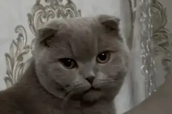 Пропала кошка, Владикавказ, Сев. Осетия