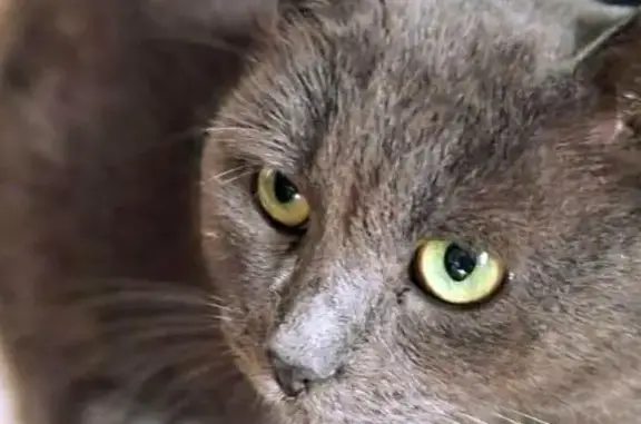 Пропала кошка у Пятёрочки, Центральная 3