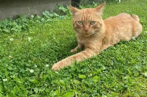 Кошки потеряшки, Выборг, фото: Потеряшка рыжая кошка, Приморская 11, Выборг