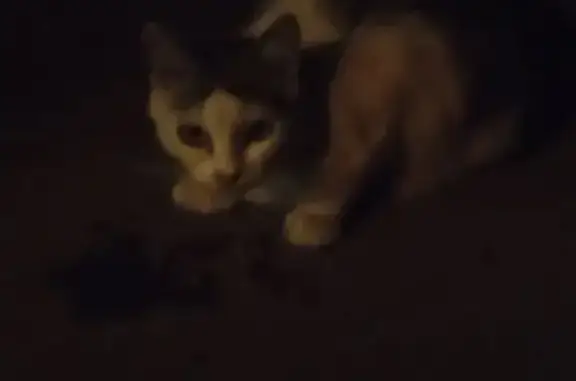 Кошка найдена: Урюпинская ул., 2А, Волгоград