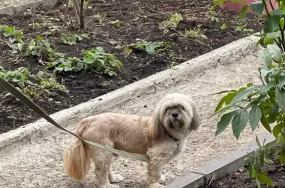 Найдена собака, Новгородская область, фото: Найдена собака, Трубичино, Новгородская обл.