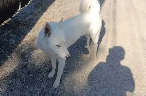 Лайка найдена на Малиновой, 90