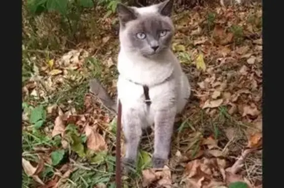 Пропала кошка, Уфа, Башкортостан