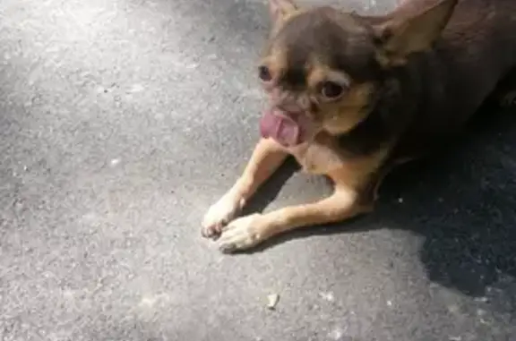 Пропала собака, Новогиреевская 8, Реутов