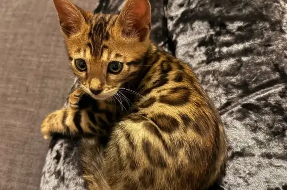 Кошки потеряшки, Тюмень, фото: Потеряшка котёнок, Звёздная 76, Тюмень