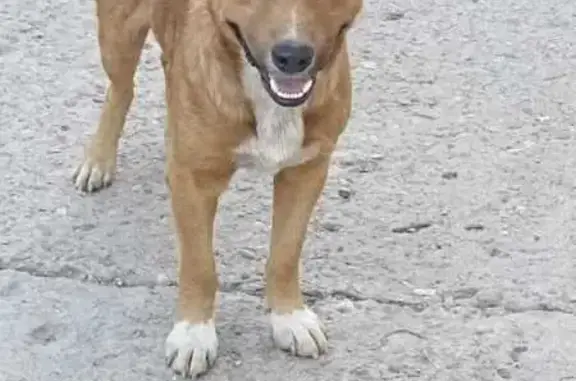 Пропала собака, Армавир, Односторонняя 4