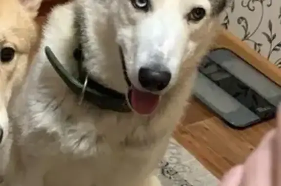 Пропала собака у реки Пудос, Зеленоборский