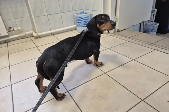 Найдена собака, Ленинградская область, фото: Такса найдена в Первомайском, Ленобласть