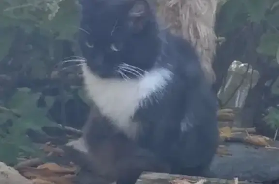 Найдена кошка у Литейной, 6, Барнаул