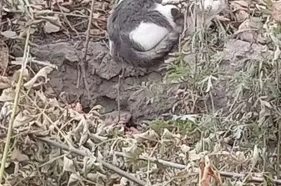 Найдена кошка, Копейск, фото: Кошка найдена: ул. Калинина, Копейск