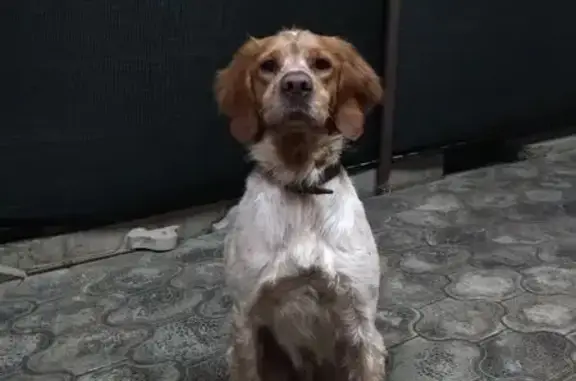 Собаки потеряшки, Коржевский, фото: Потеряшка собака, Набережная ул., Коржевский