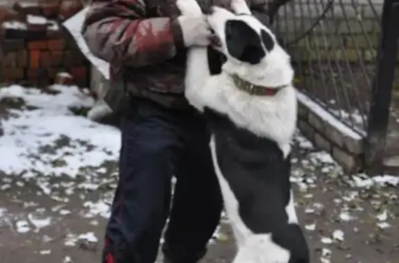 Собаки потеряшки, Клинцы, фото: Потеряшка собака, ул. Рябка, Клинцы