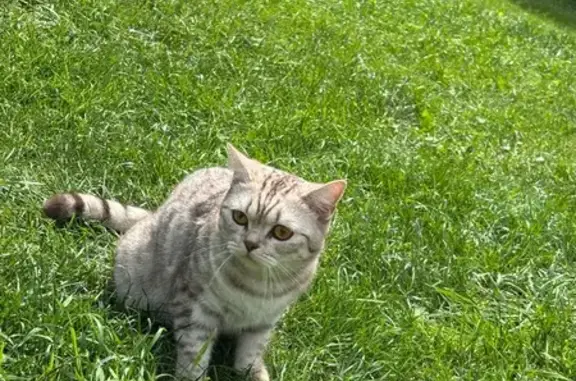 Пропала кошка, Новая ул., Унеча