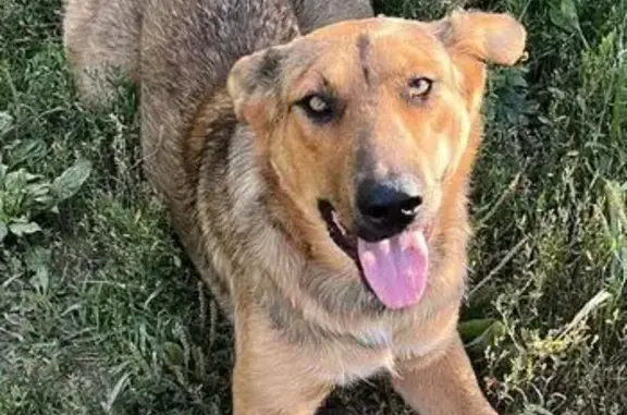 Собаки потеряшки, , фото: Потеряшка собака в СНТ Химик, Уссури