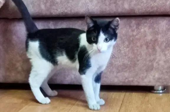 Кошка найдена на ул. Ф.Н.Орлова, Чебоксары