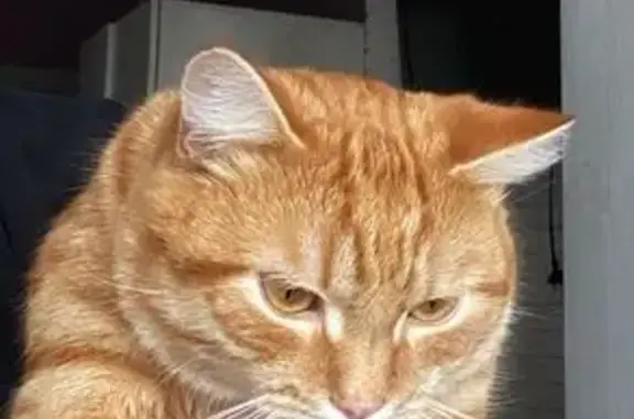 Найдена кошка, Челябинск, фото: Кошка найдена, Краснопольский проспект