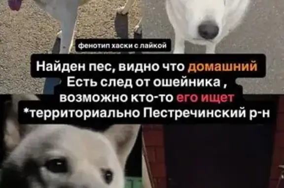 Белый пёс найден в Новом Шигалеево