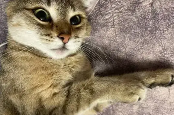 Кошка ищет дом, Коммунальная ул., Крск