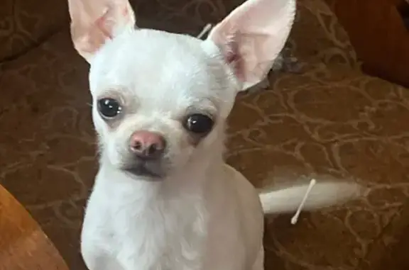 Пропала собака, ул. Емельянова, 80