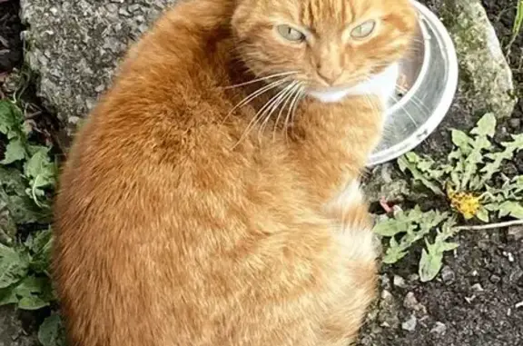 Найдена кошка, Чемодурово, фото: Кошка найдена в Чемодурово, МО