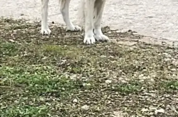 Собаки потеряшки, , фото: Потеряшка собака, Дядьково, 46Н-01073