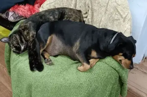 Собаки потеряшки, Репино, фото: Потеряшка собака, х. Репино, Волгоградская обл.