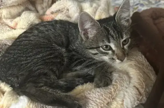 Полосатая кошка найдена, ул. Экспериментальная, 15