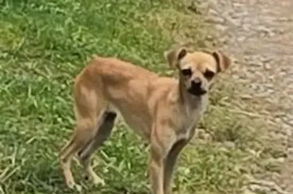 Найдена собака в Туле, Тульская область