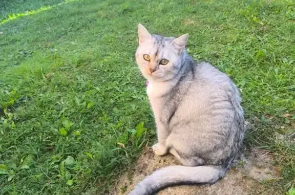 Пропала кошка, Берёзовая ул., 24, Павловск